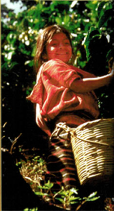 Harvesting Green Coffee Beans