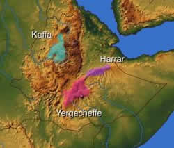 Ethiopia, Sidamo, Yergacheffe, Harrar