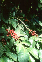 Coffee Cherries