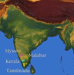 India Coffee Growing Regions