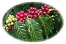 Beautiful Kona Coffee Cherries