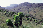 Mt. Elgon