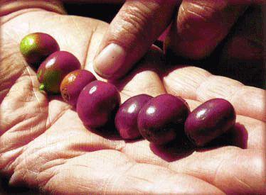 Coffee cherries