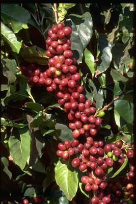 Coffee Cherries