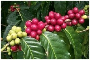 Wow! Kona Coffee Cherries