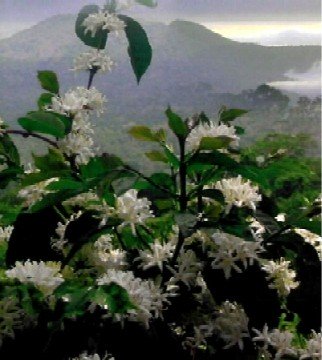 Magnificent Coffee Blossoms