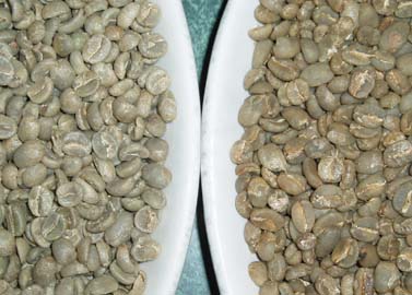 Green Coffee Beans Process Comparison