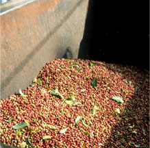 Bulk Coffee Cherries