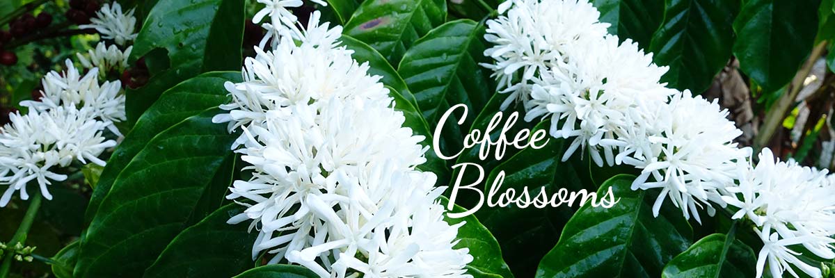 Coffee Blossoms