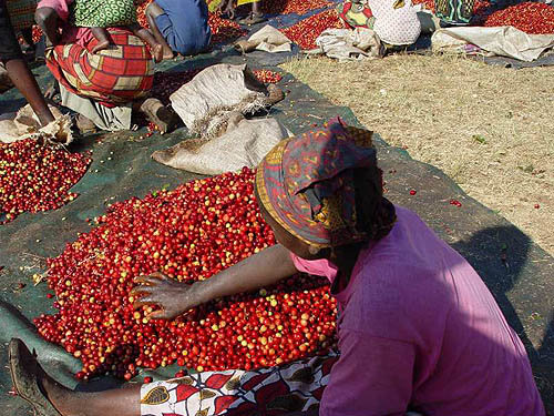 Sorting Coffee Cherries